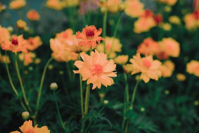 Close-up of flowering plants on field