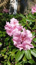 Close-up of pink flowers