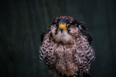 Close-up of owl perching outdoors