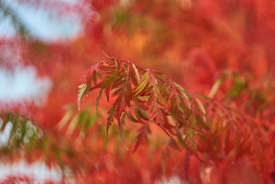 Close-up of red leaves