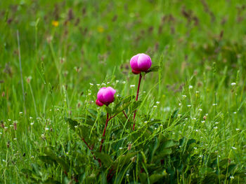 Close-up of pink flowering plant on field