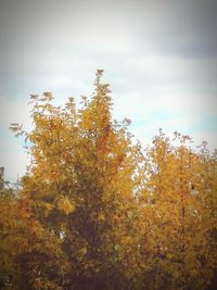 Low angle view of tree against sky