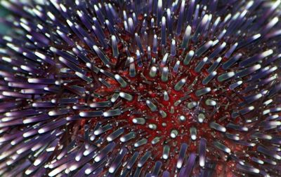 Close-up of coral underwater