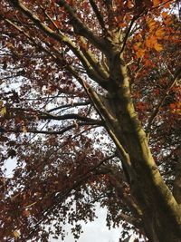 Low angle view of tree against sky