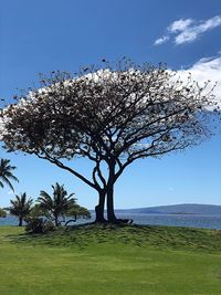 Low angle view of flowering plant against sky