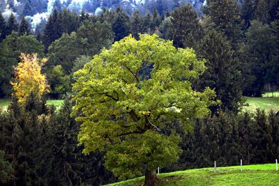 Trees in park