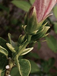 Close-up of flower bud