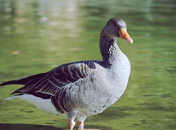 Close-up of goose in lake