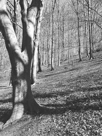 Shadow of man on tree trunk in forest