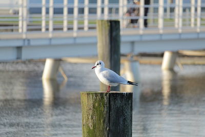 Seagull sitting near the water