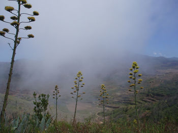 Plants growing on landscape against sky