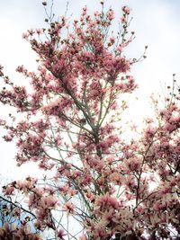 Low angle view of cherry blossom tree