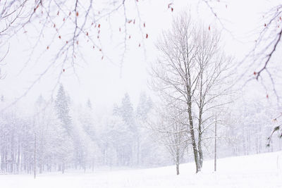 Bare trees on snow covered landscape