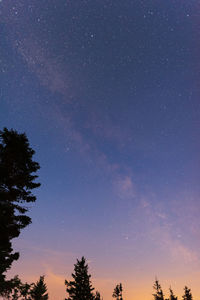 Low angle view of silhouette trees against sky at night