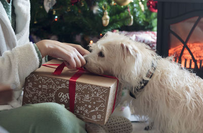 Midsection of person with dog