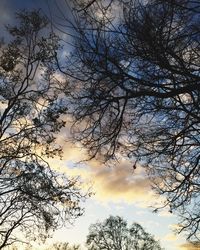 Low angle view of bare trees against sky