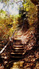 Footpath amidst trees in forest