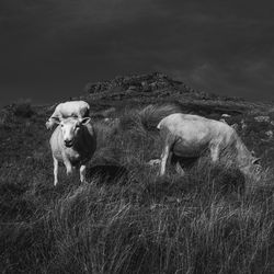 mammal