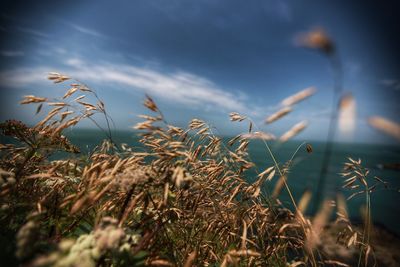 Close-up of plants growing on field against sky