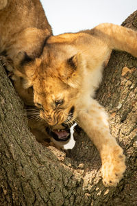 Close-up of lion cubs on tree trunk