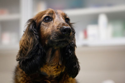 Close-up of a dog looking away