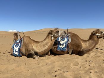 View of a horse on desert