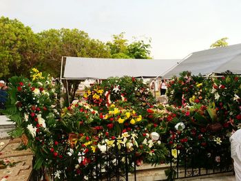 Flowers blooming in backyard