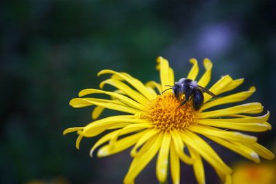 Close-up of bee on yellow flower