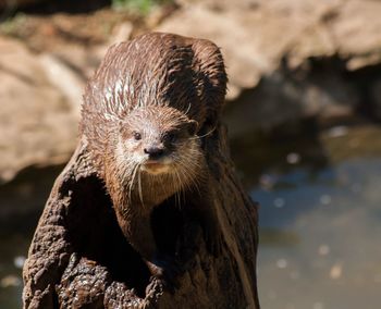 Close-up portrait of animal