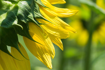 Close-up of sunflower in farm
