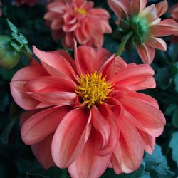 Close-up of flowers blooming outdoors