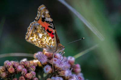 Close-up of butterfly pollinating on flower