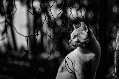 Close-up of a cat looking away