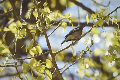 Bird perching on branch