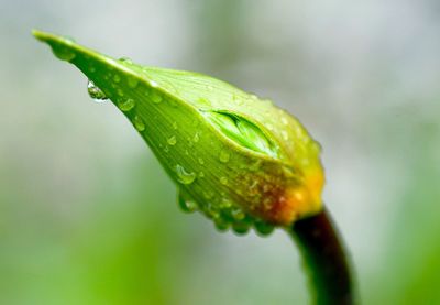 Close-up of raindrops on leaf