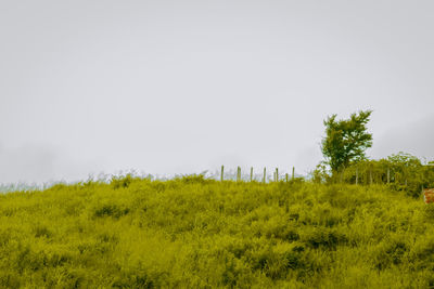 Scenic view of field against clear sky