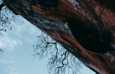 Low angle view of bare tree against sky