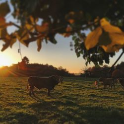 Dog on field against sky during sunset