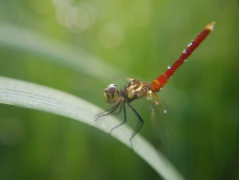 Close-up of insect on leaf