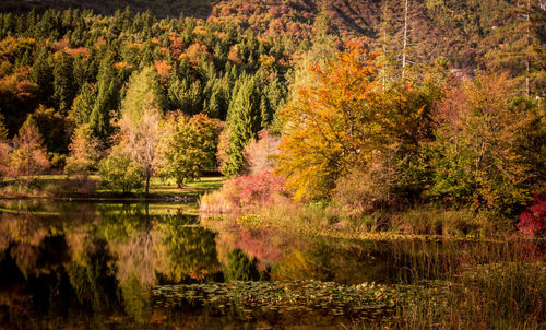 Reflection of trees in water during autumn