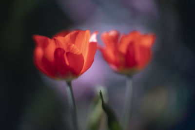 Close-up of red tulip