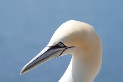 Close-up of a gannet bird against clear blue sky