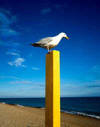 Seagull perching on wooden post at beach against blue sky