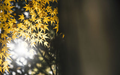 Close-up of yellow leaves on tree