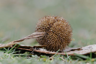 Close-up of dried plant