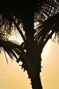 Low angle view of palm trees against sky