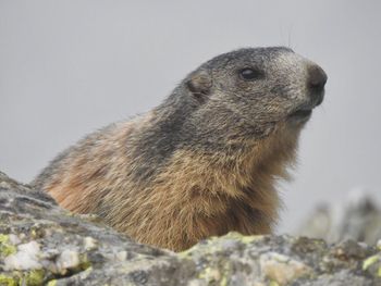 Close-up of meerkat on rock