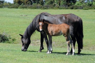 Horses grazing on field