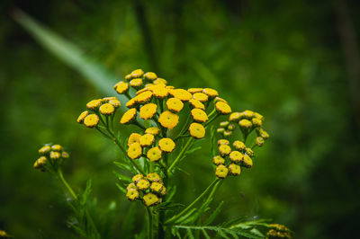 Close-up of yellow flowering plant