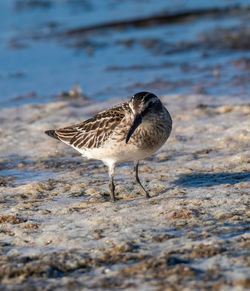 Close-up of bird on beach